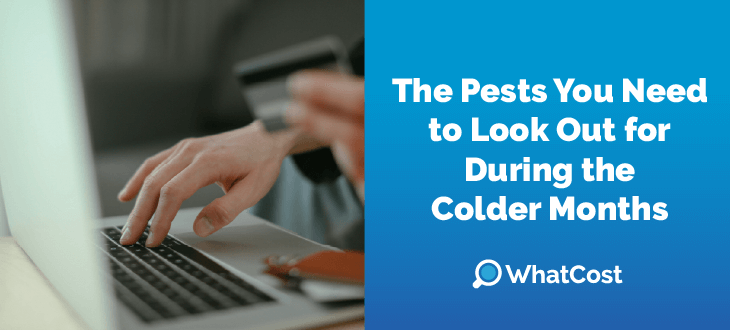 Pests You Need to Look Out for During the Colder Months