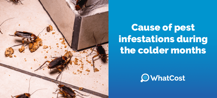 Common reasons for pest infestations during the colder months