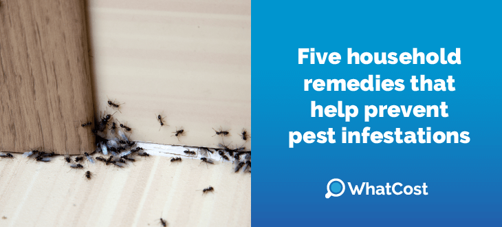 Five household remedies that help prevent pest infestations