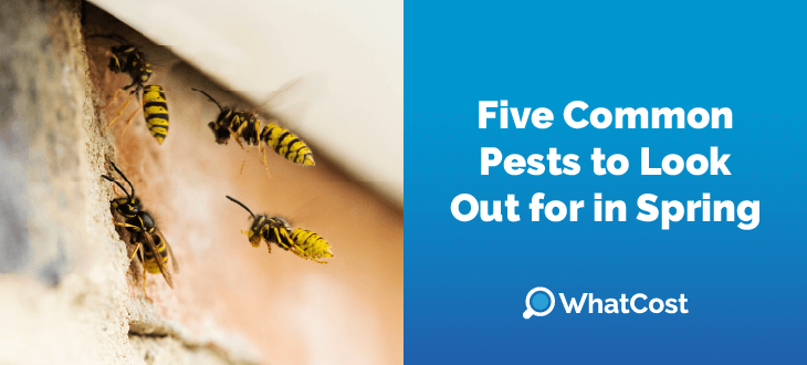 Five Common Pests to Look Out for in Spring