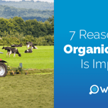 Why organic farming is important